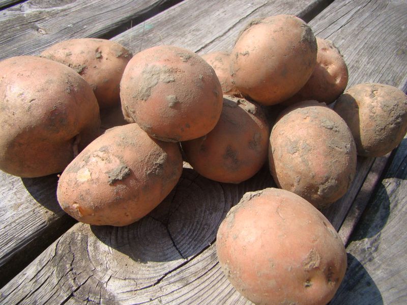  Aardappel Bildstar (2,5 kg)