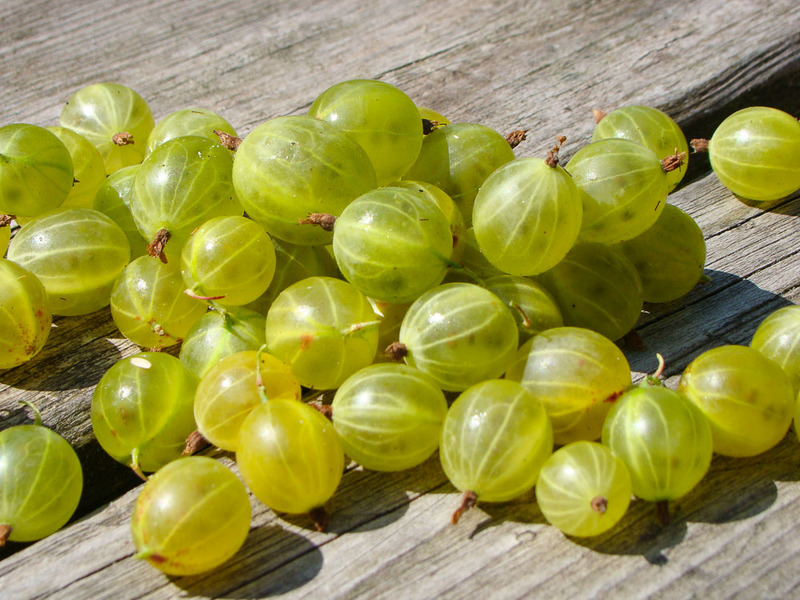  Kruisbes